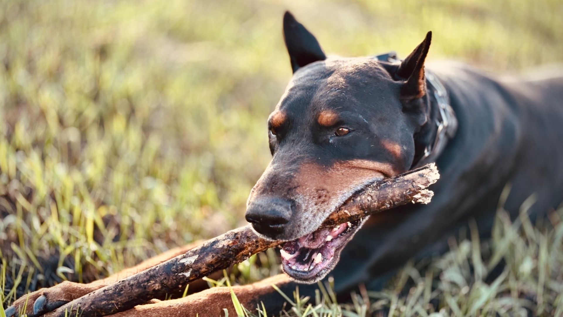 19 Dog Breeds With The Strongest Bite Force