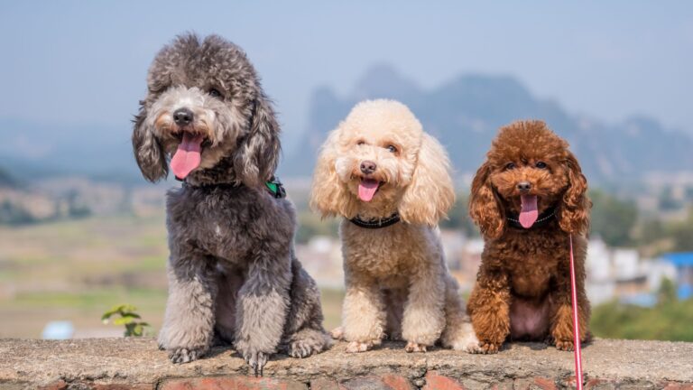 19 Gorgeous Poodle Coat Colors That Will Make You Fall In Love With The Breed