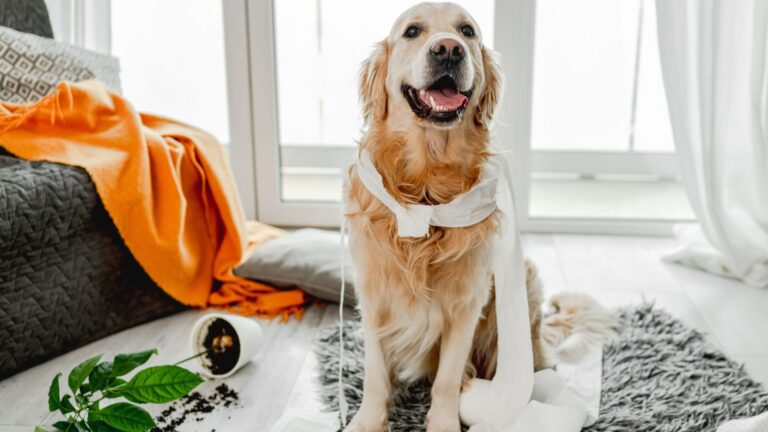 19 Honest Reasons Golden Retrievers Can Be The Worst (Yes, Really)