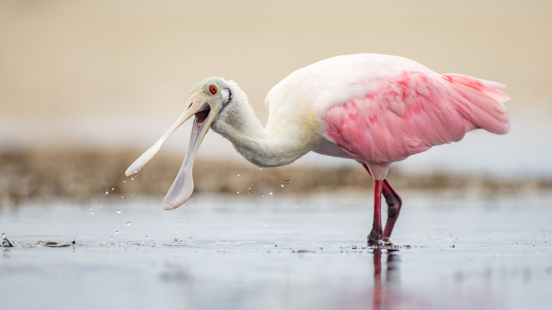 19 Most Astonishing Pink Animals In The World