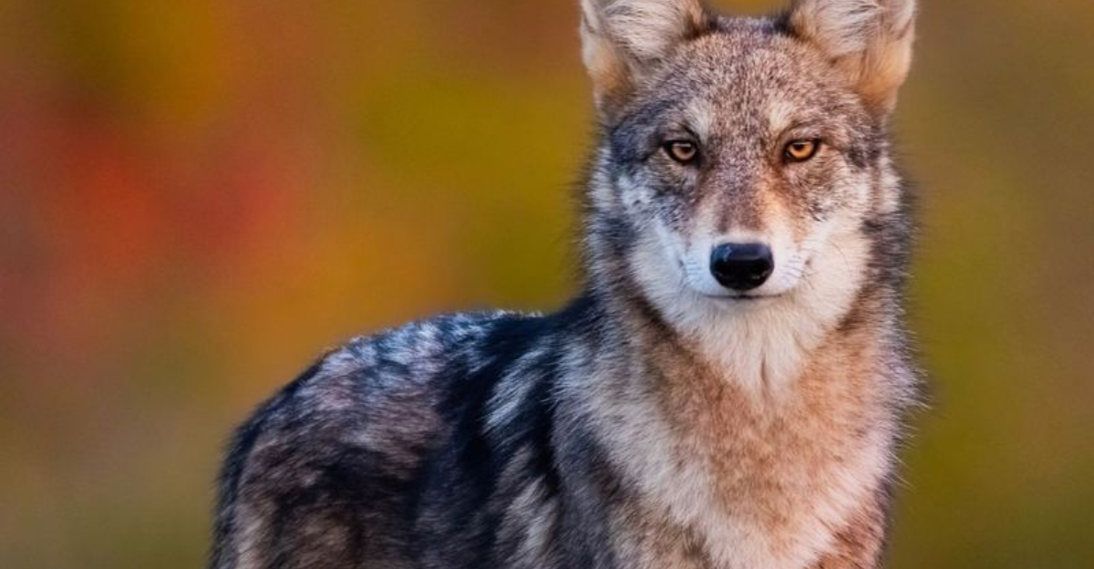 19 Must-Know Details About Coyotes In California Suburbs