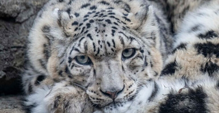 19 Once Common Animals You Rarely See Anymore