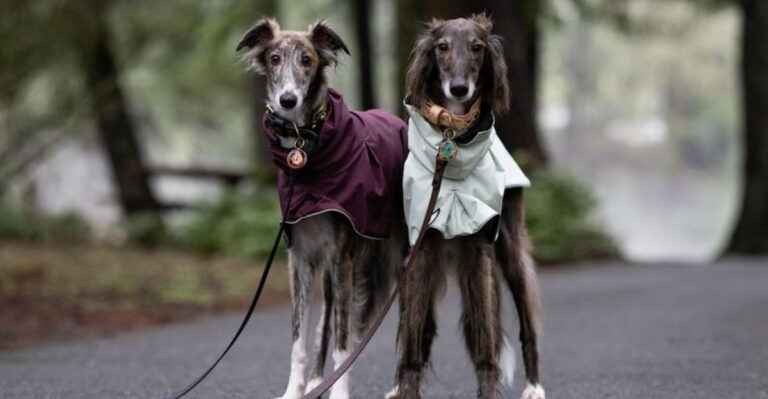 19 Dog Breeds That Shouldn’t Be Trusted Off-Leash