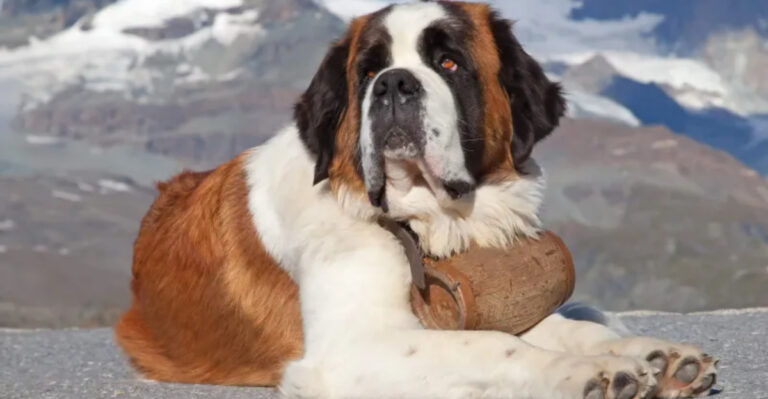 19 Famous Dogs From Movies And TV You’ll Instantly Recognize