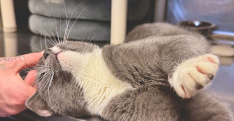 19 Simple Ways To Become Your Cat's Best Friend