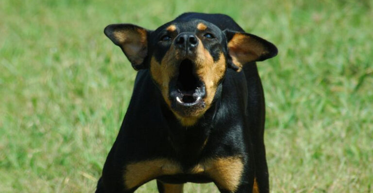 10 Smart Ways To Calm A Barking Dog
