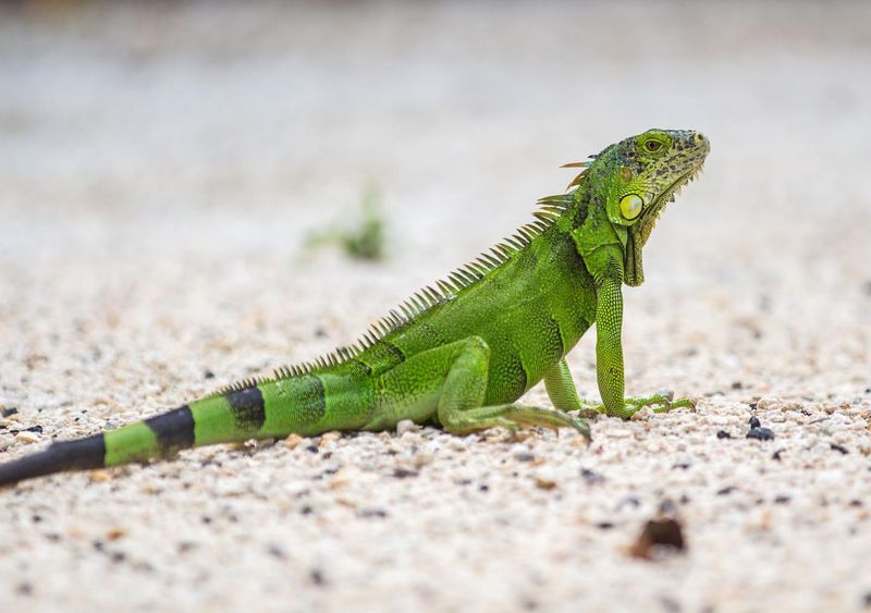 2. Green Iguana