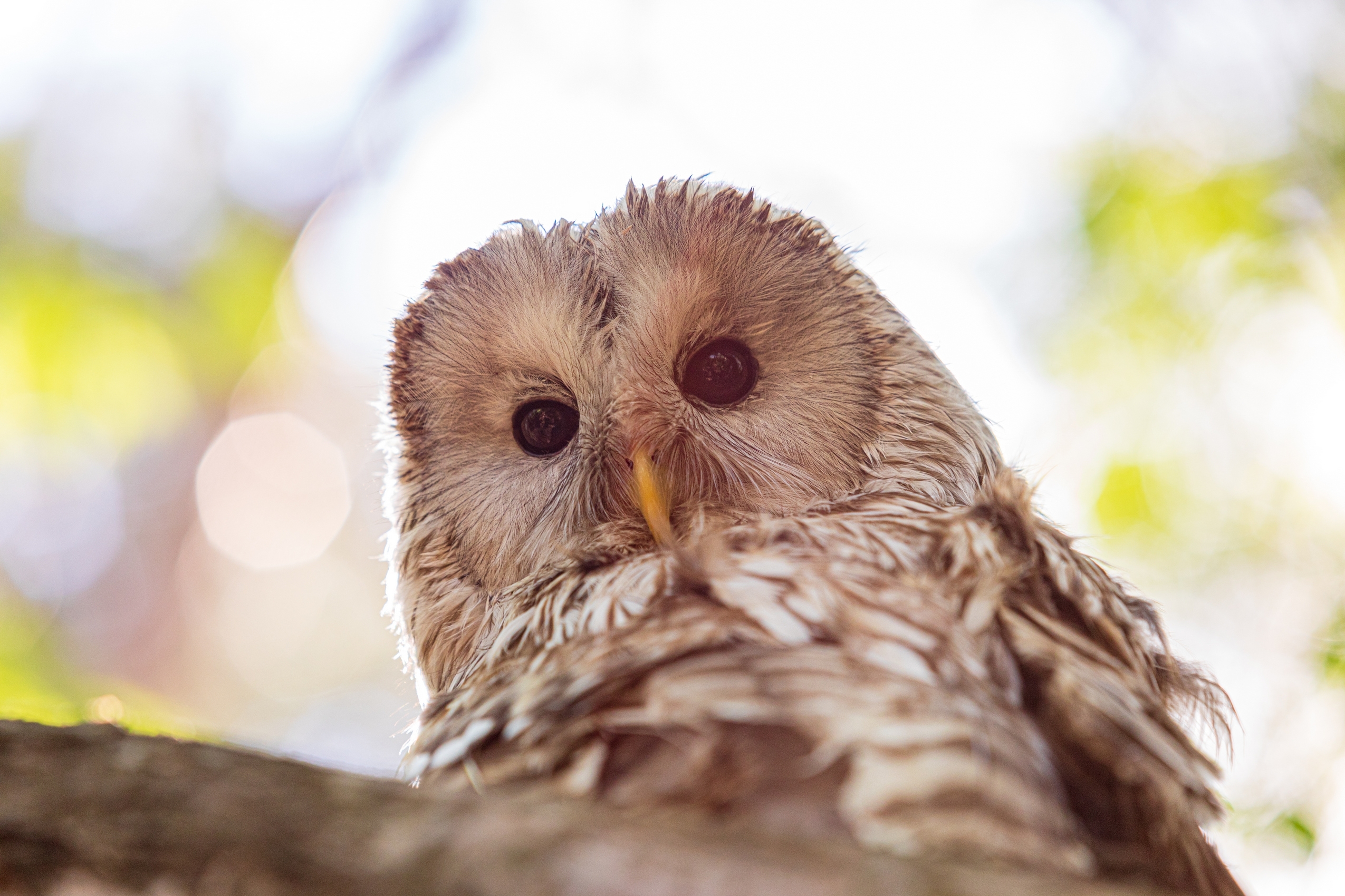 20 Amazing Facts About Owls You Should Know