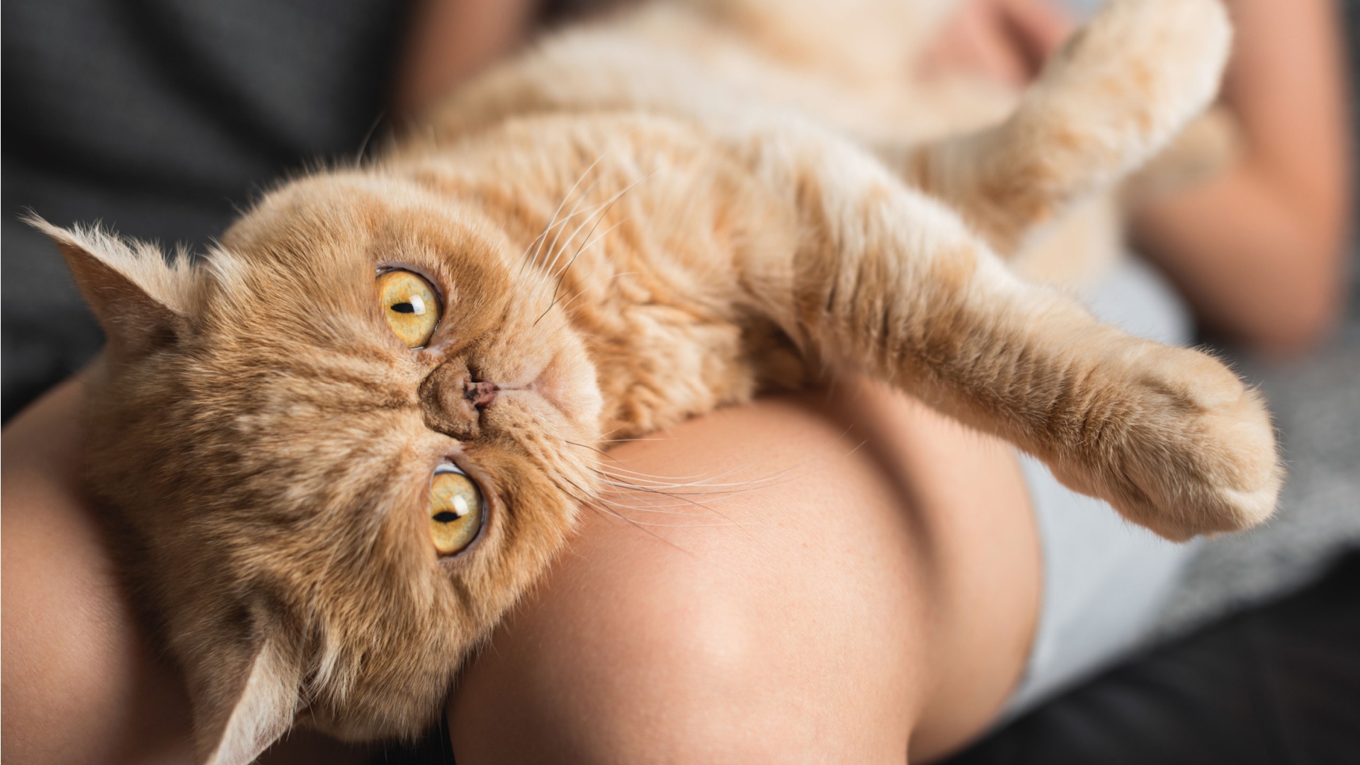 20 Best Cat Breeds For First-Time Pet Owners