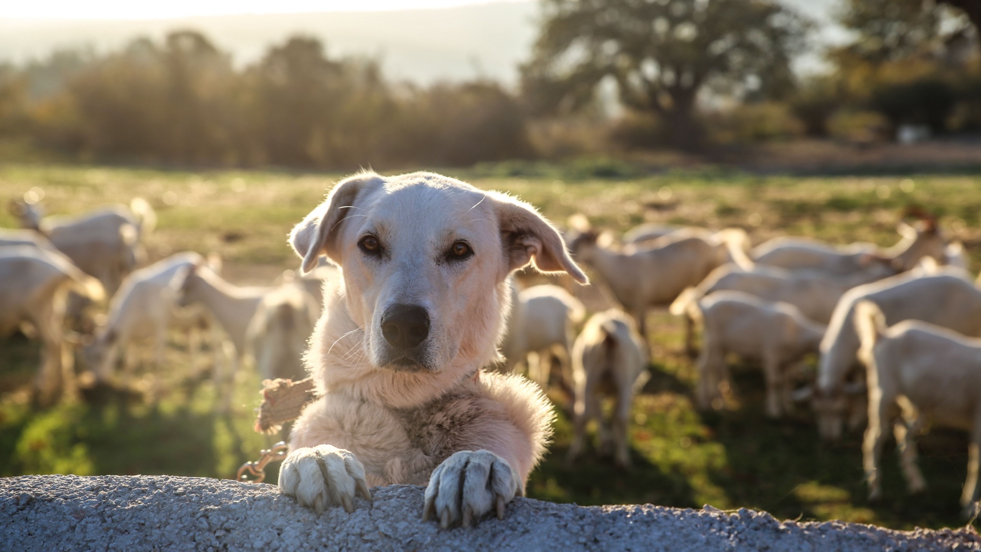 20 Best Dogs Breeds To Work Your Farm Or Protect Your Livestock