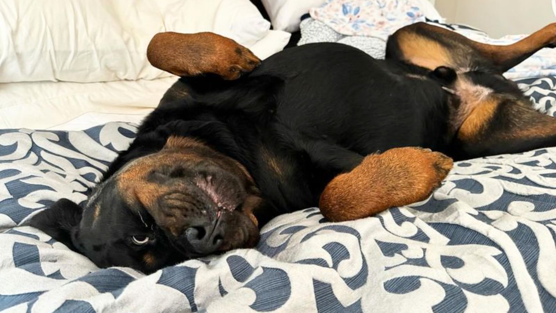 20 Dog Breeds Most Likely To Take Over Your Bed