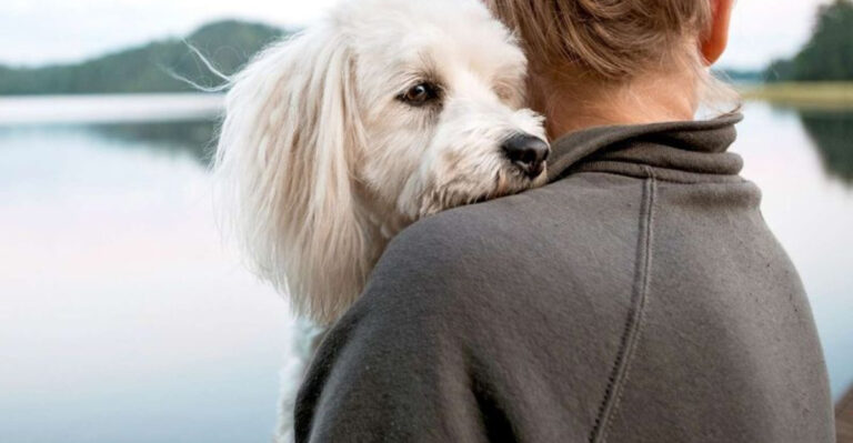 20 Dog Breeds That Were Born To Travel With You