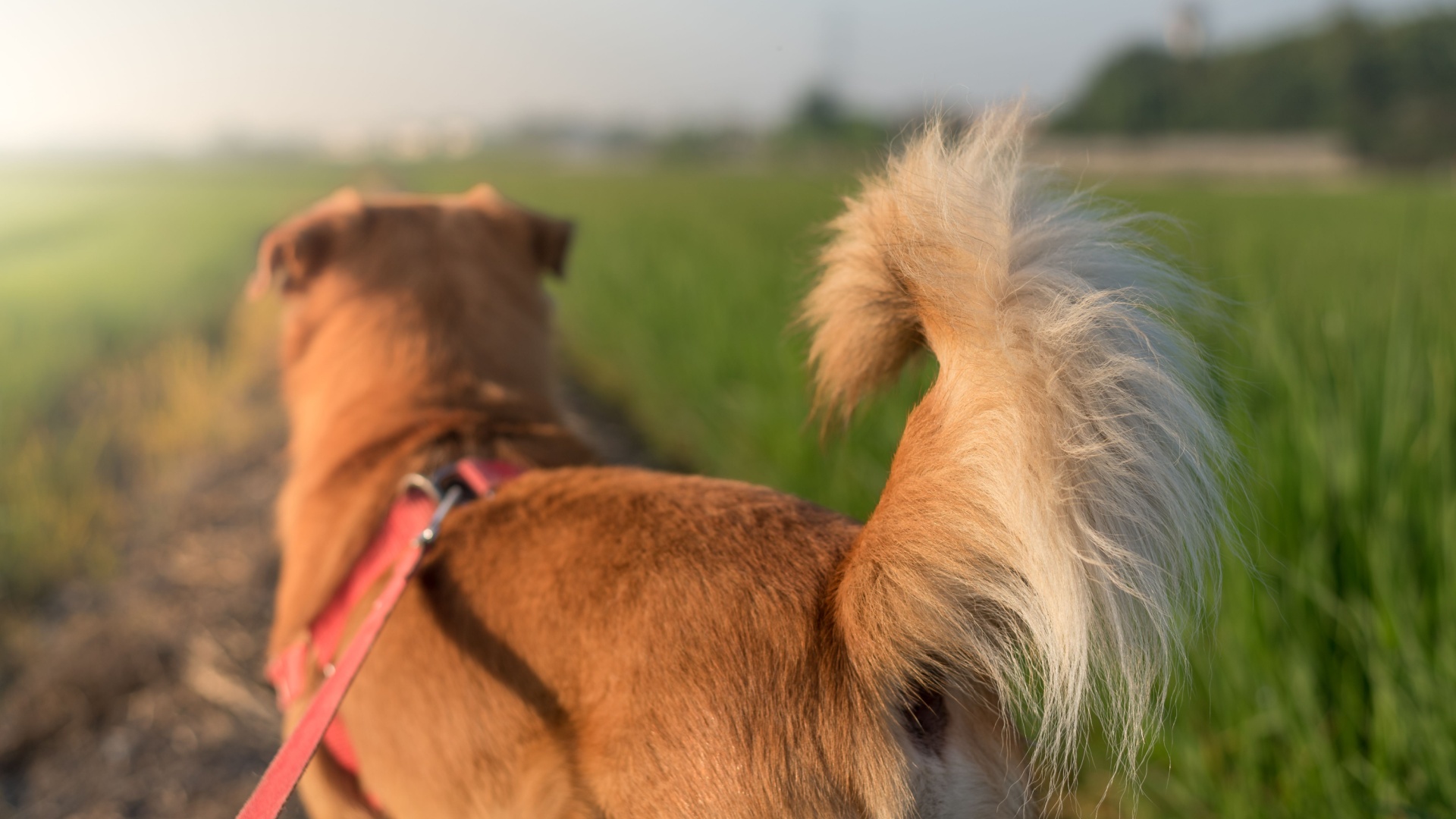 20 Dog Breeds With The Most Unique Tails