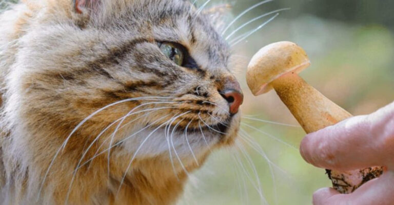 20 Foods That Are A Big No-No For Your Cat