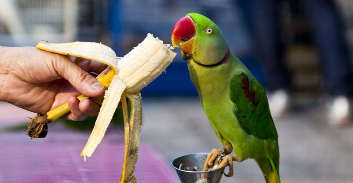 20 Pros And Cons Of Owning A Pet Bird