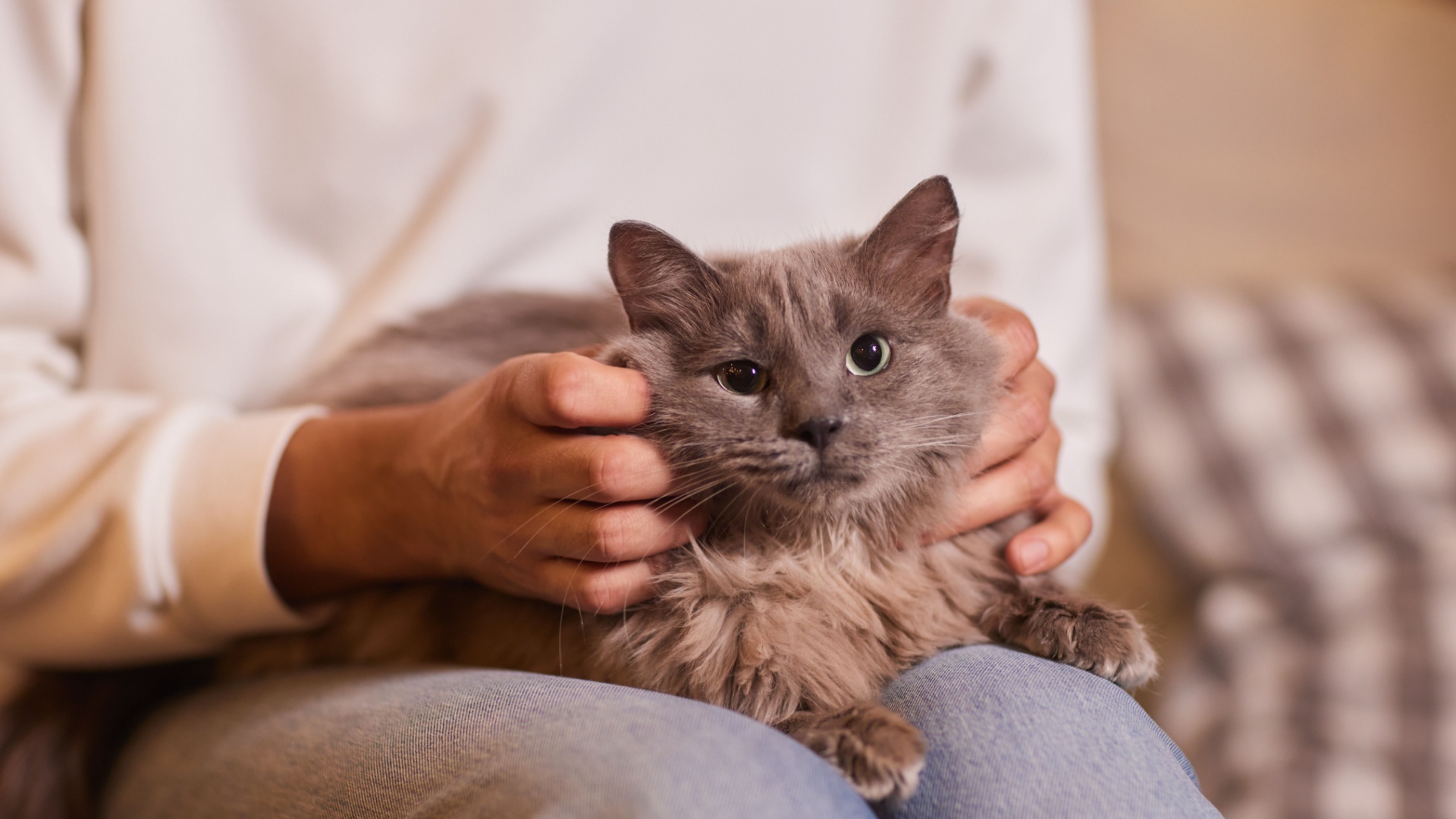 20 Things Every Cat Owner Should Know