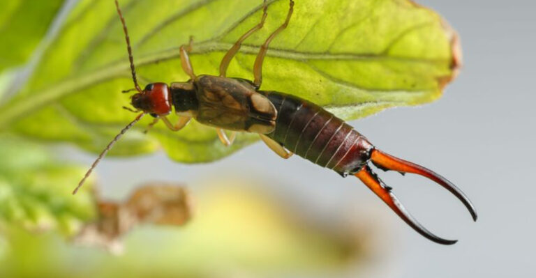 20 Unwanted Garden Guests And How To Defeat Them