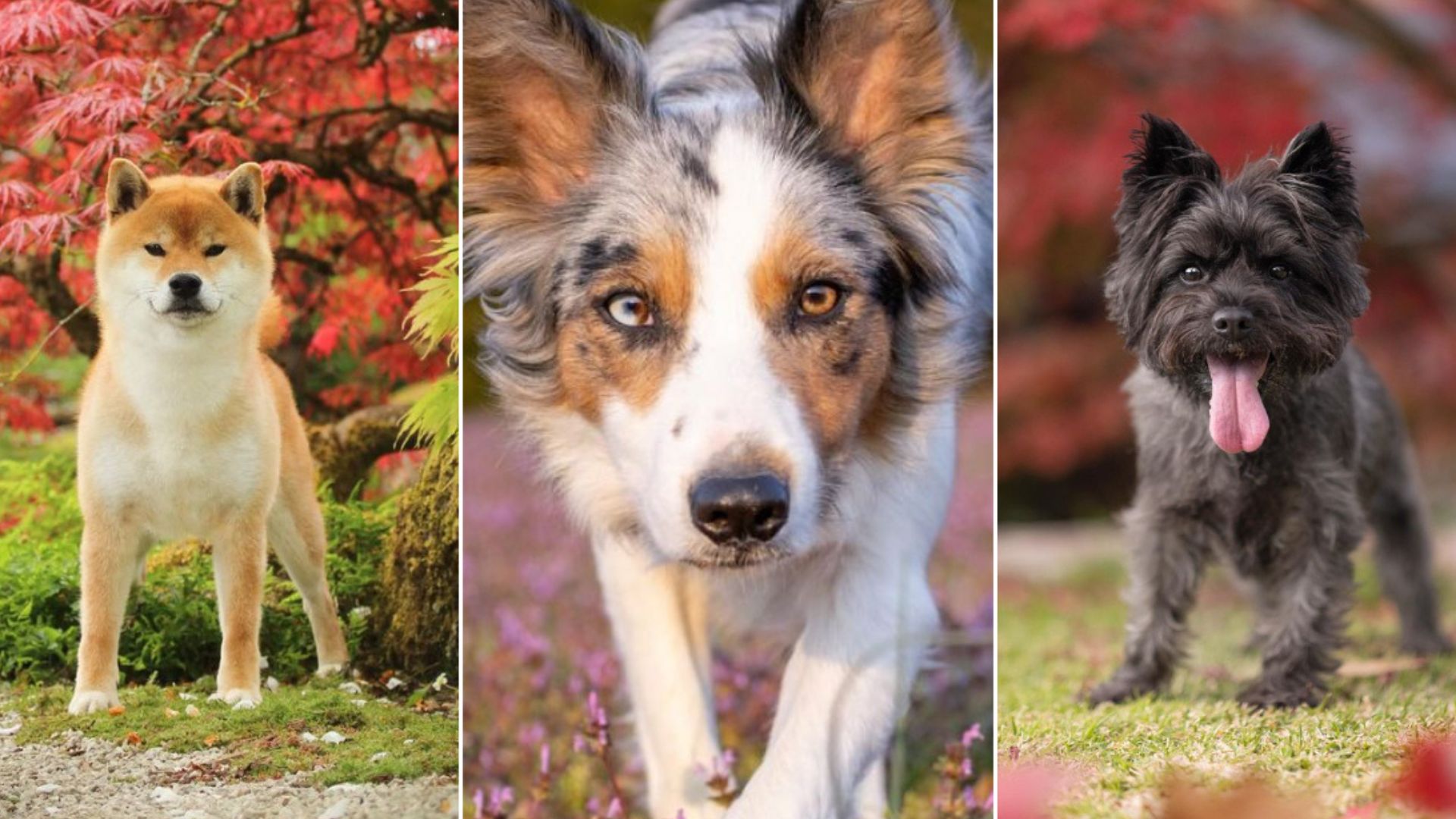 20 Worst Dog Breeds For Multi-Pet Households