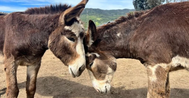 20 Surprising Facts That Prove Donkeys Deserve More Respect