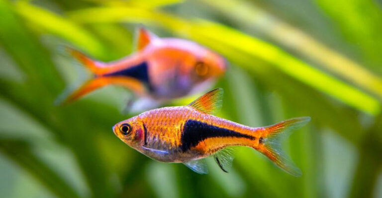 21 Best Tank Buddies For Betta Fish