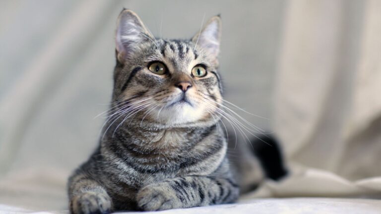 21 Fun And Surprising Things About Gray Tabby Cats