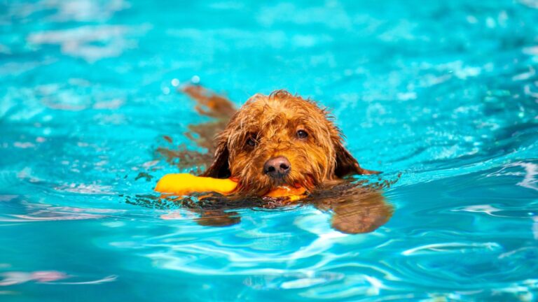 21 Interesting Facts About Red Goldendoodle
