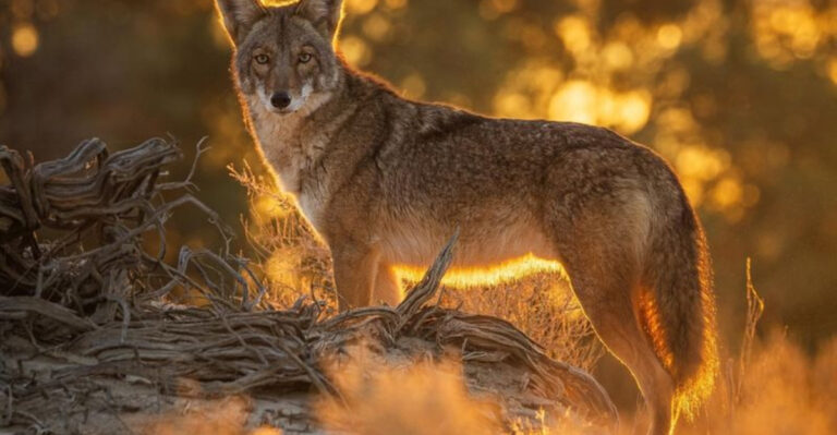 21 Things Californians Should Know About Living Near Coyotes