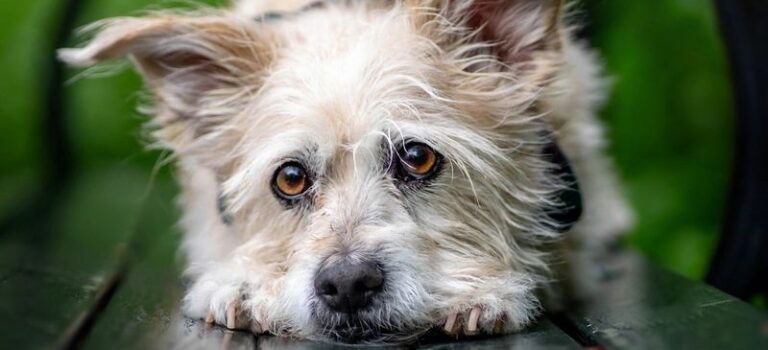 21 Ways To Help Animals That Will Have A Lasting Impact
