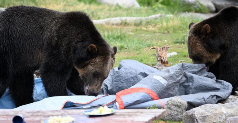 21 Essential Bear Survival Skills Every Nature Lover Should Know