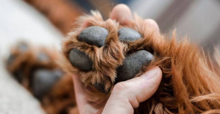 21 Simple Ways To Keep Your Dog’s Paws Healthy