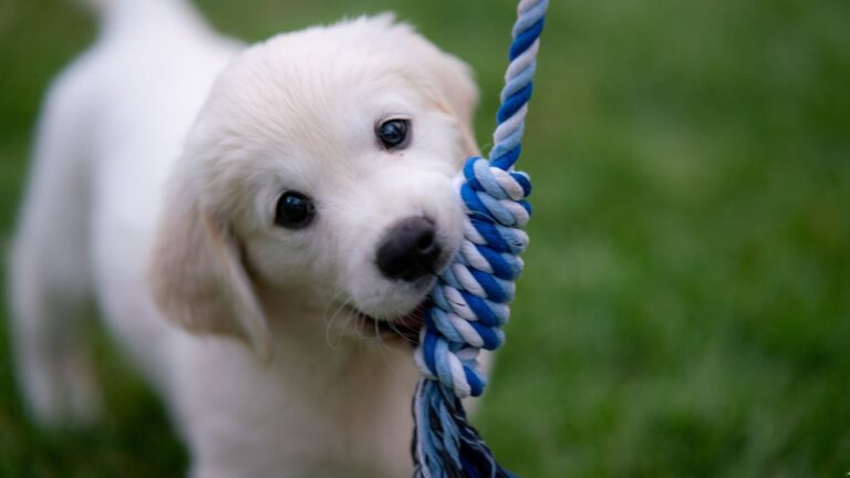 22 Essential Tips For Raising A Happy, Healthy Puppy