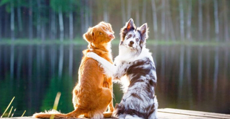 22 Essential Tips To Help Your Dog Live Longer