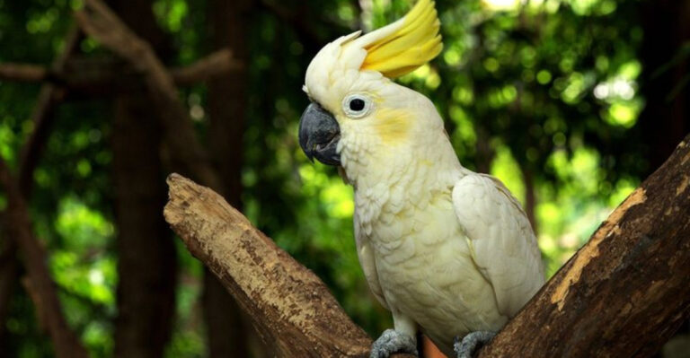 22 Reasons You’ll Love (And Maybe Regret) Owning A Bird