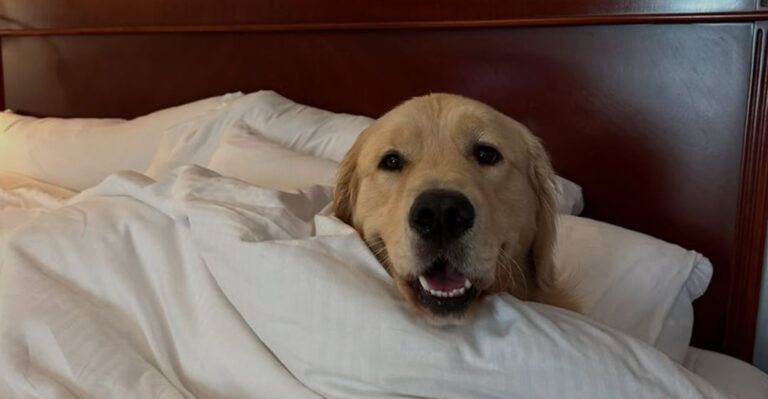 22 Bed-Hogging Dog Breeds That’ll Steal Your Spot (And Your Heart)