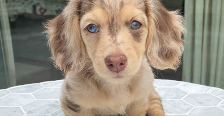 22 Dog Breeds Most Likely To Experience Vision Issues In Their Later Years