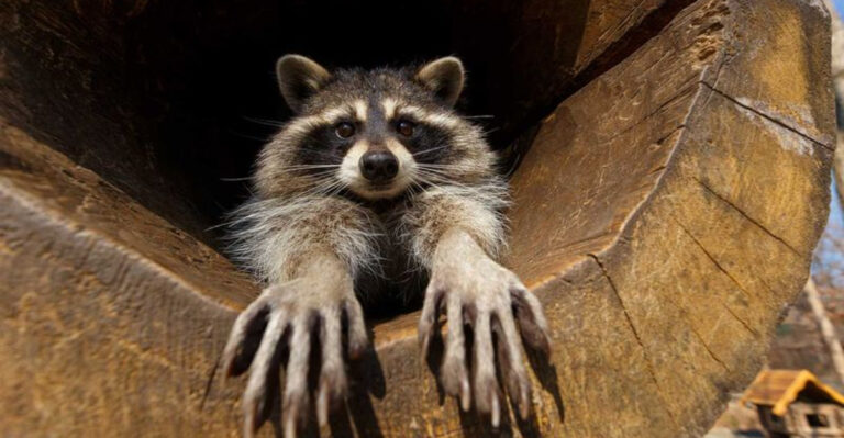 22 Fascinating Raccoon Facts Every Animal Lover Should Know