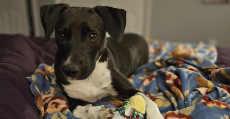 22 Heartwarming Reasons To Adopt A Mixed-Breed Dog Today