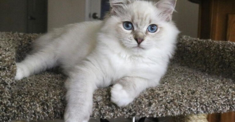 22 Perfect Cat Breeds For First-time Owners: Easy, Affectionate, And Low Maintenance
