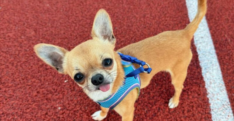 22 Surprising Facts About Chihuahuas You’ll Want To Know