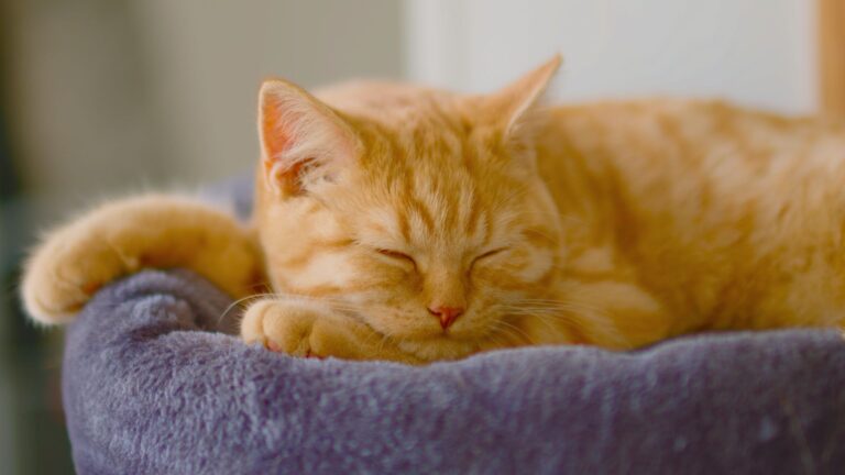 23 Beautiful Orange Cat Breeds