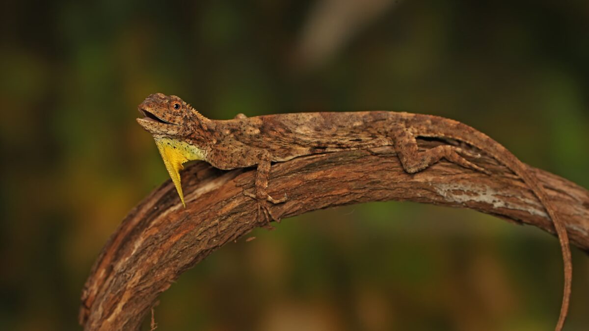 23 Coolest Lizards In The World