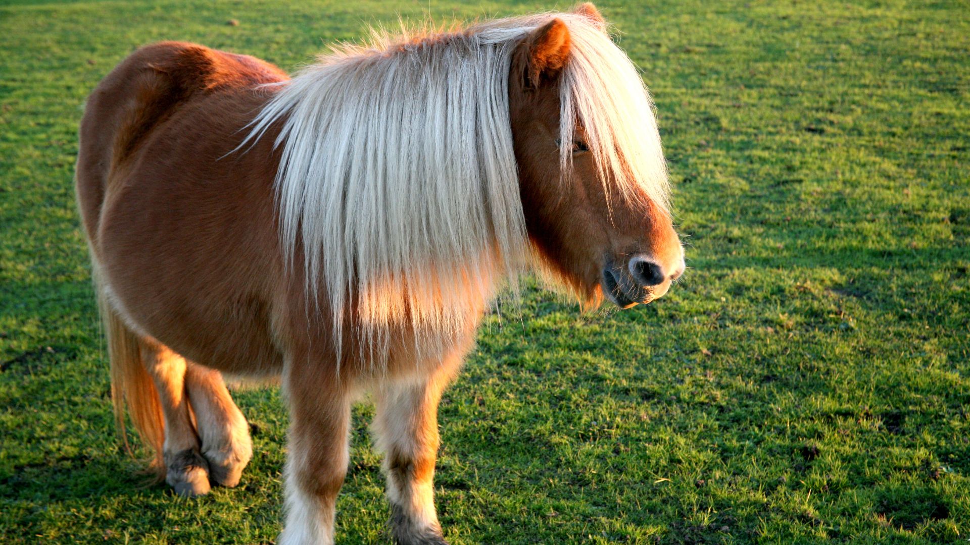 23 Small Horse Breeds From Around The World That Will Steal Your Heart