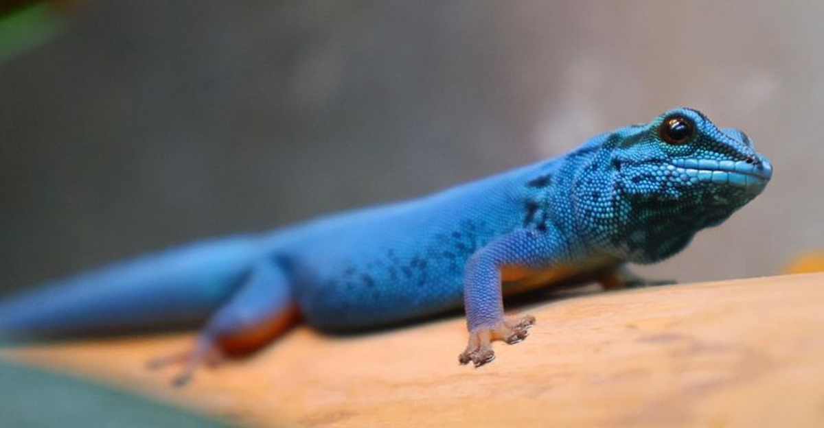 24 Vibrantly Colorful Reptiles You Can Own As Pets