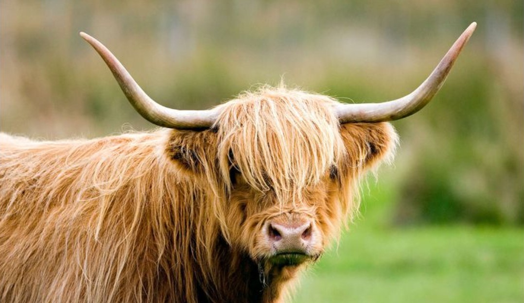 25 Beloved Cow Breeds That Everyone Adores