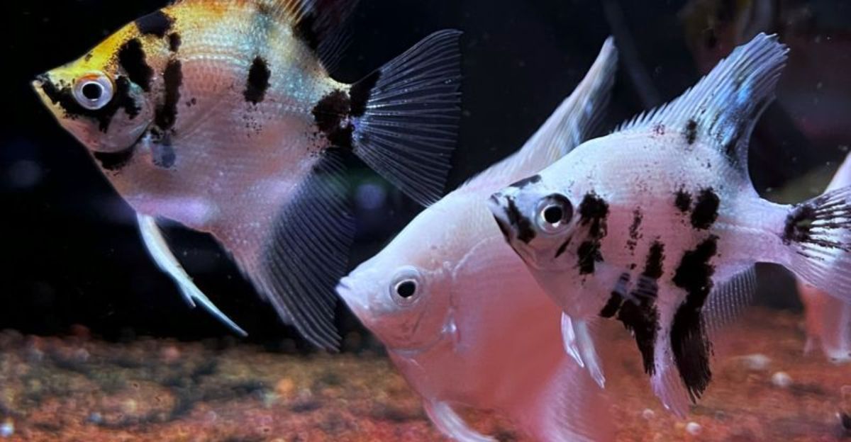 25 Reasons The Angelfish Is The Ultimate Aquarium Choice