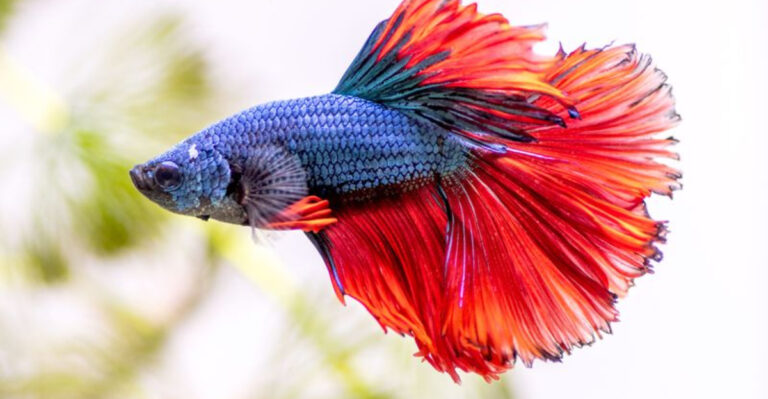 26 Ideal Companions For Your Guppy Tank