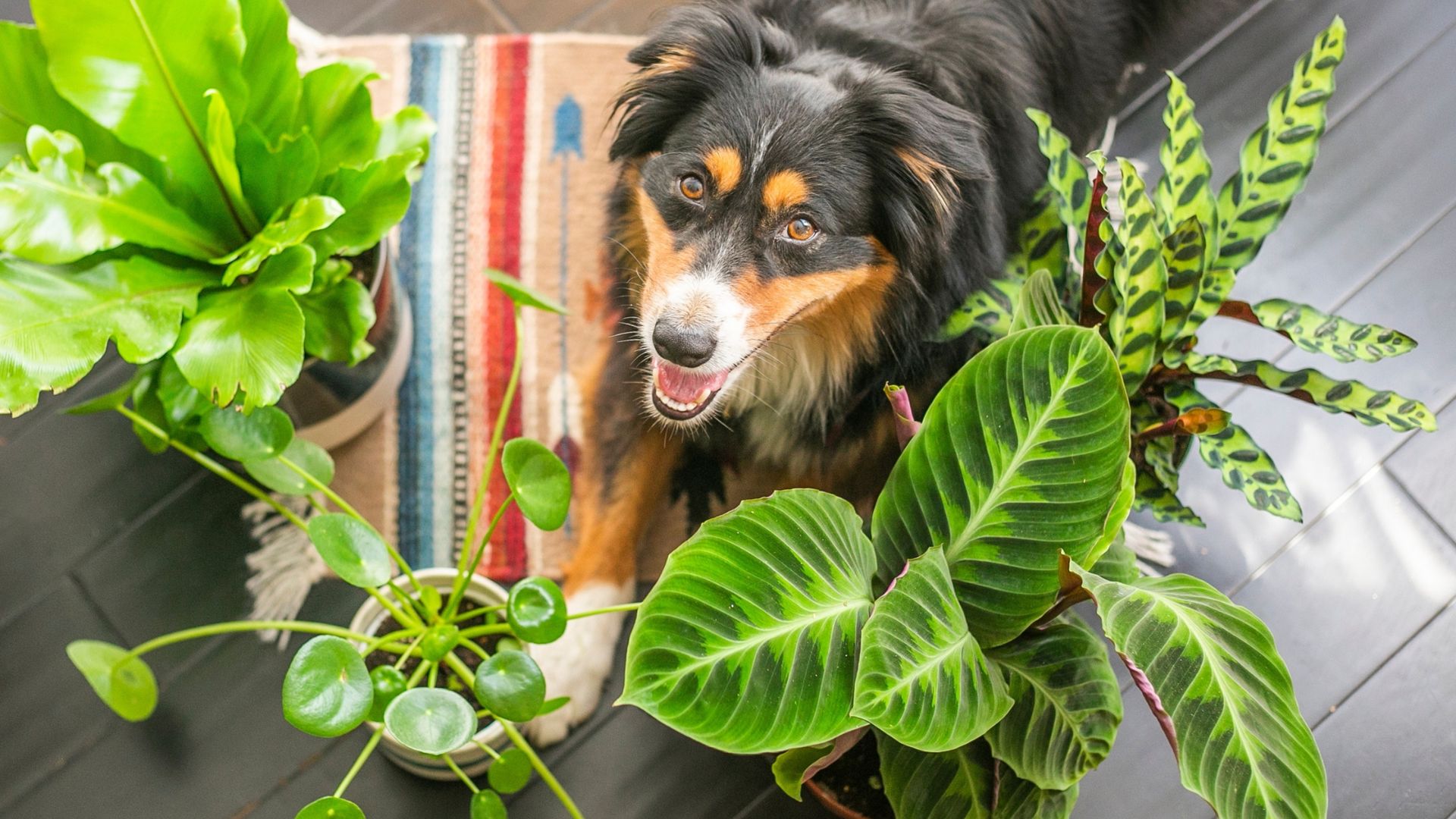 26 Pet-Safe Plants To Brighten Up Your Home