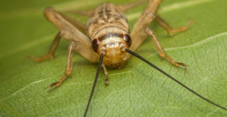 26 Animals That Are Surprisingly At The Bottom Of The Food Chain