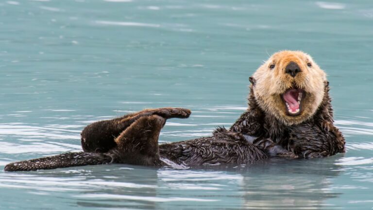 27 Fun Facts About Sea Otters