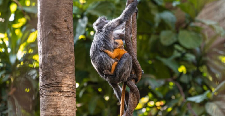 27 Remarkable Animal Species Found In Cambodia's Mangroves